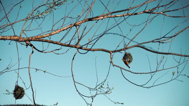 Birds making nest