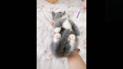 Funny animals [] Try not to laugh compilation 33