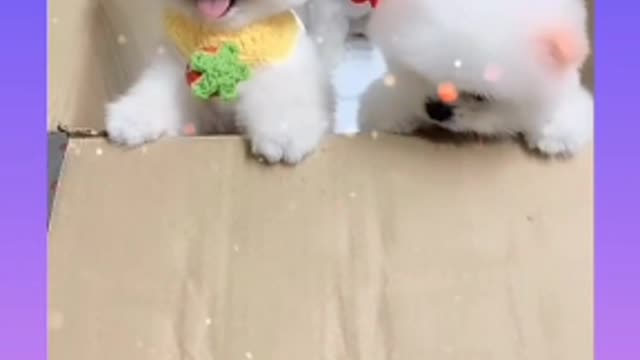 Cute puppies