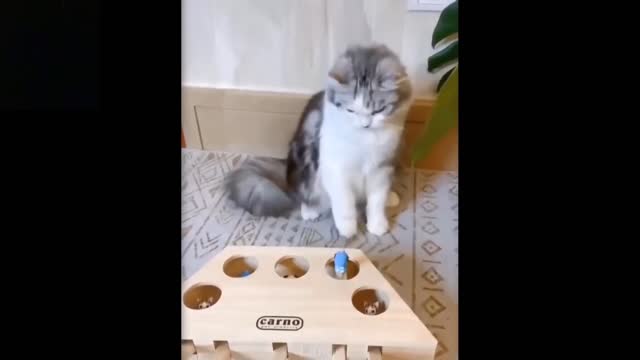 Watch funny cat playing : try not to laugh