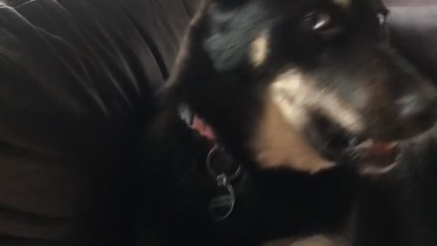 German shepherd on couch howls when owner says no