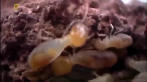 national geography army ants-bbc wild life .mp4documantary