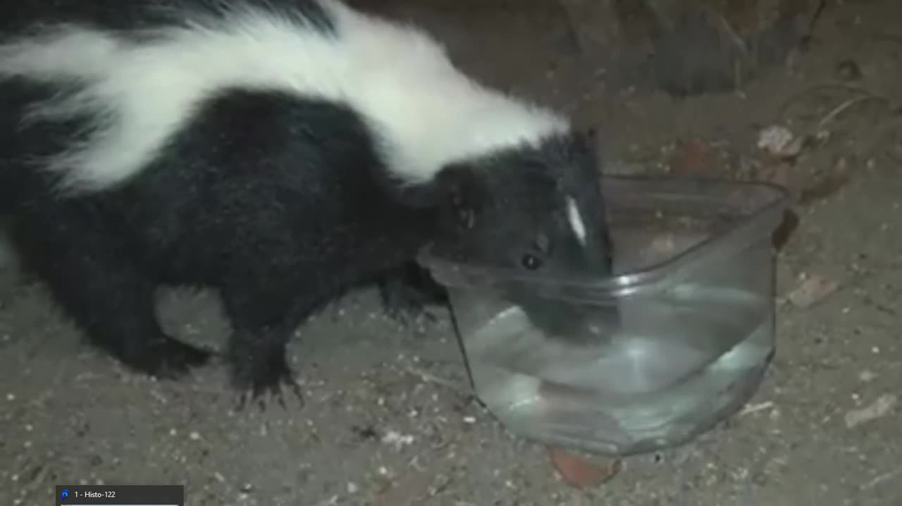 Skunks Get Thursty On Hot Summer Nights