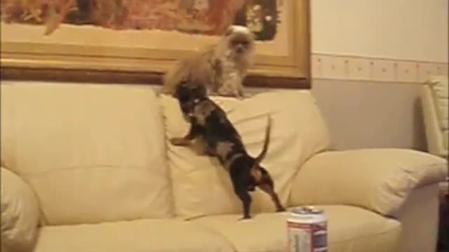 Dachshund vs Ragdoll battle