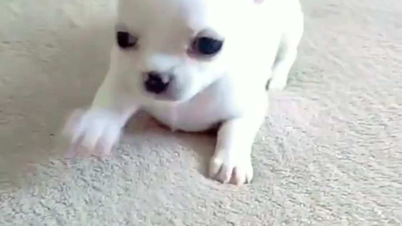 Cute puppy never seen before cute voice puppy