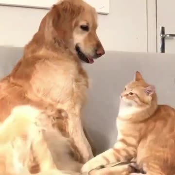 A cute cat provokes a golden retriever dog