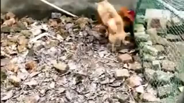 chicken Vs dog -funny Chicken fight