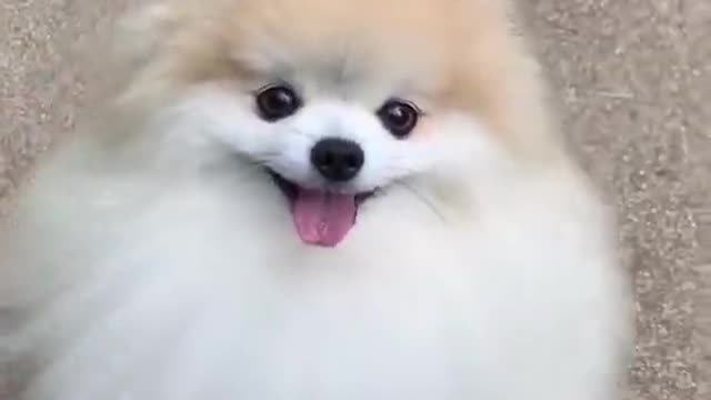 Cute Dog Video 😍😘, Check Description Once.