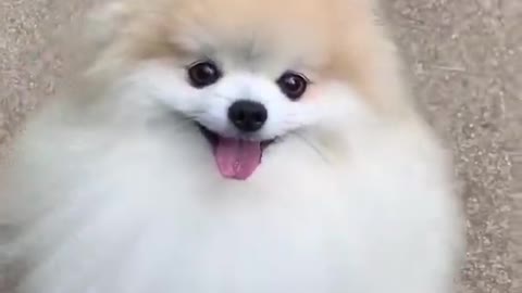 Cute Dog Video 😍😘, Check Description Once.