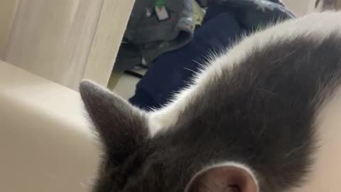 My cat drinking out of the bathtub