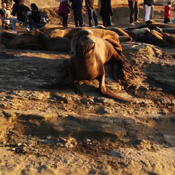 Seal walking over to me & then using the washroom