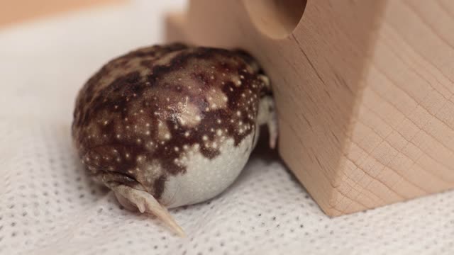 Yawning Round Frog.