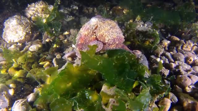 Octopus 🐙 in deep water.