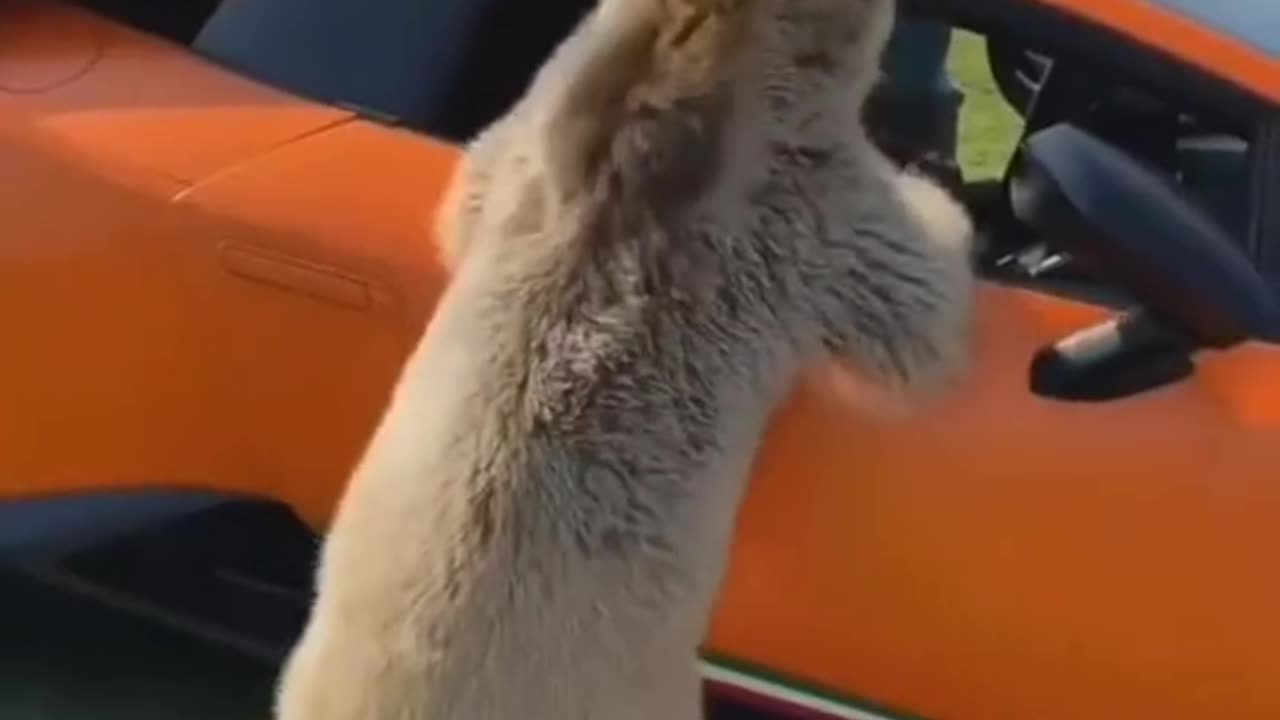 Funny#animals#for#video