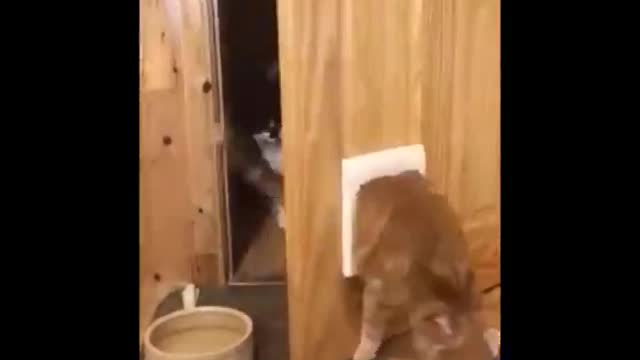 Funniest cats🐱 don't try to hold back laughter 😂