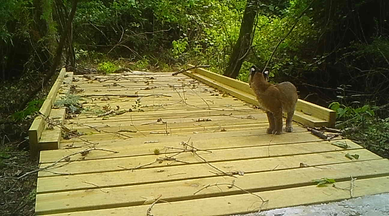 Bobcat Cub Learning Experience