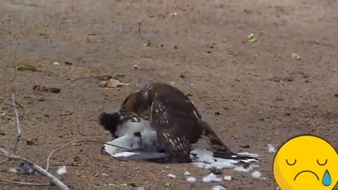 Falconry method