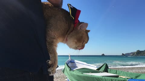 Cat chilling in the beach