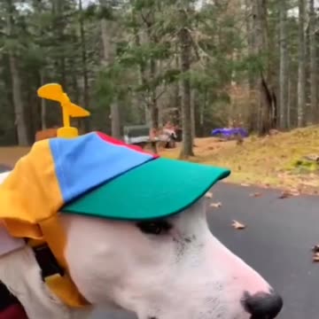 Try not to laugh🤣 Funny animals😹‖ #short