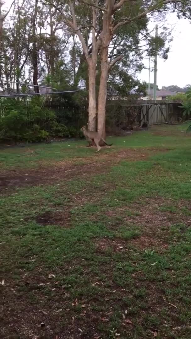 Canguro salta cerca de jardín con facilidad