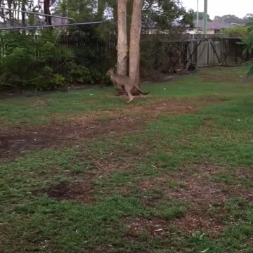 Canguro salta cerca de jardín con facilidad