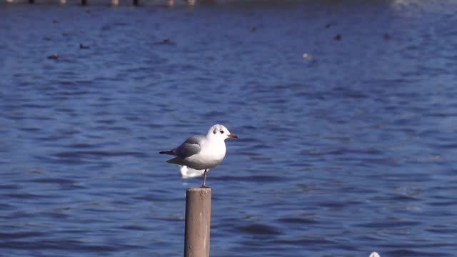 Wonderful and beautiful view of seagulls
