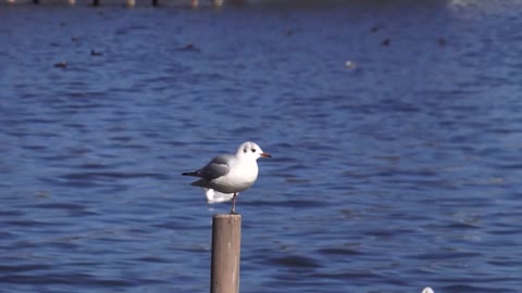 Wonderful and beautiful view of seagulls