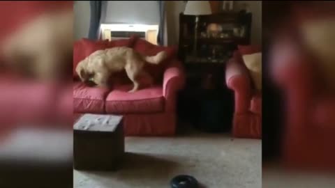 Funny Golden Retriever compilations Part 1