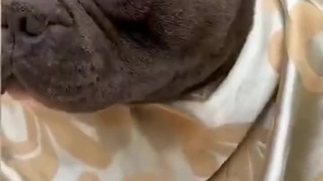 Animals become spirits,Funny!!!
