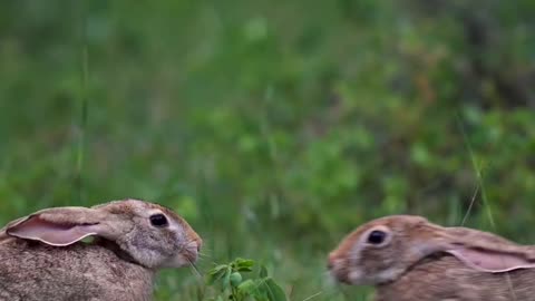 Bunny