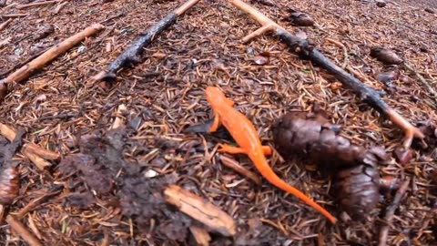 Eastern Newt