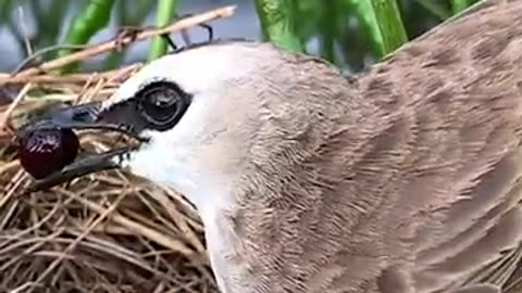 A berry for the chick - Yellow vented bulbul..