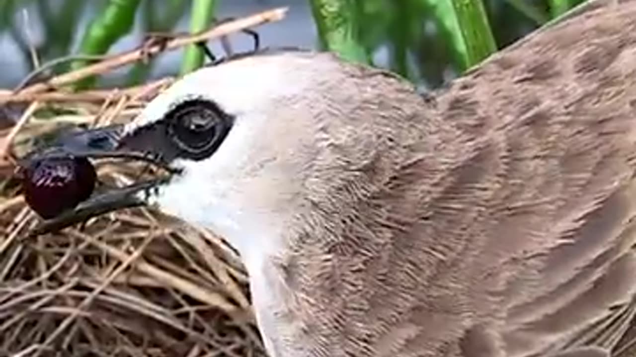 A berry for the chick - Yellow vented bulbul..
