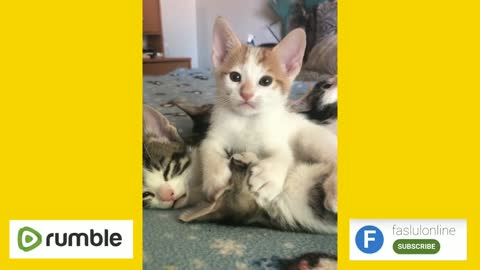Cute cat | 🐈 | Meow