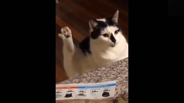 Funny animals [] Try not to laugh compilation 51