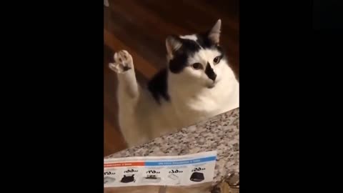 Funny animals [] Try not to laugh compilation 51