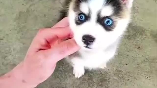 Baby Dogs Cute and Funny Dog Videos Puppy Blue Eyed Dogs