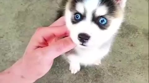 Baby Dogs Cute and Funny Dog Videos Puppy Blue Eyed Dogs