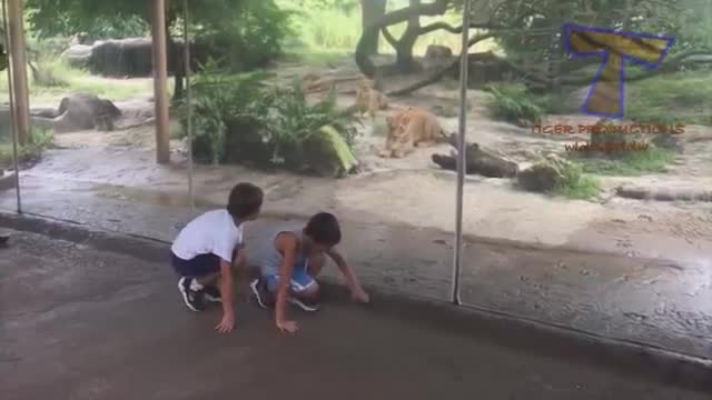 Kids VS Zoo Animals