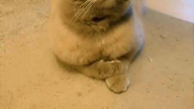 cut cat on snapchat