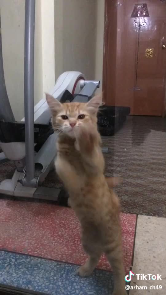 Again dance my kitten is so cute 😹🥰Cat ,OMG funny Dance