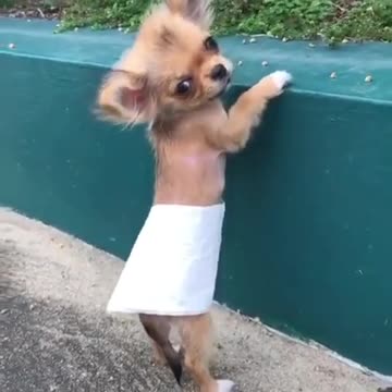 Cute baby dog funny dogs