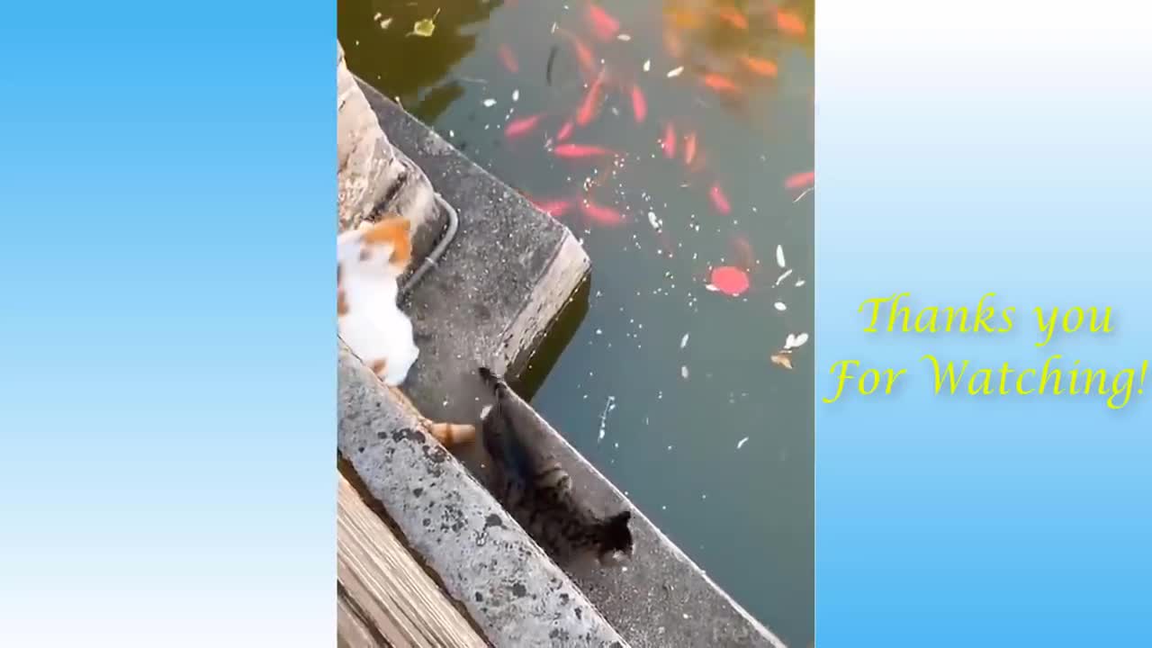 fur babies compilations