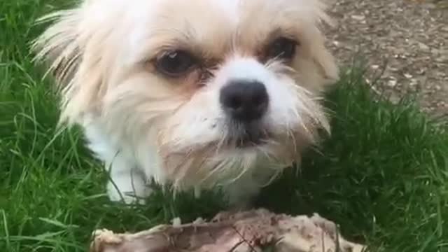 Fluffy white and brown dog standing on grass making a lot of growling noises