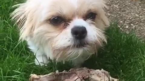 Fluffy white and brown dog standing on grass making a lot of growling noises