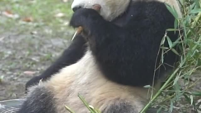 Giant pandas at ease