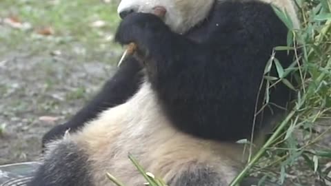 Giant pandas at ease