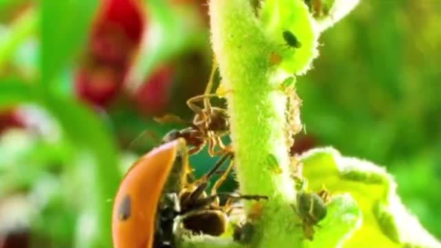 What's going on here? What are the ants eating