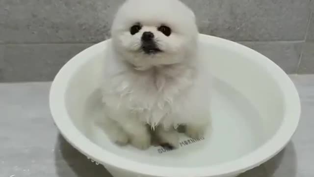 puppy Animals4World