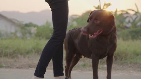 friendly dark brown retriever walking with leash, being dragged by a dog on neighborhood street